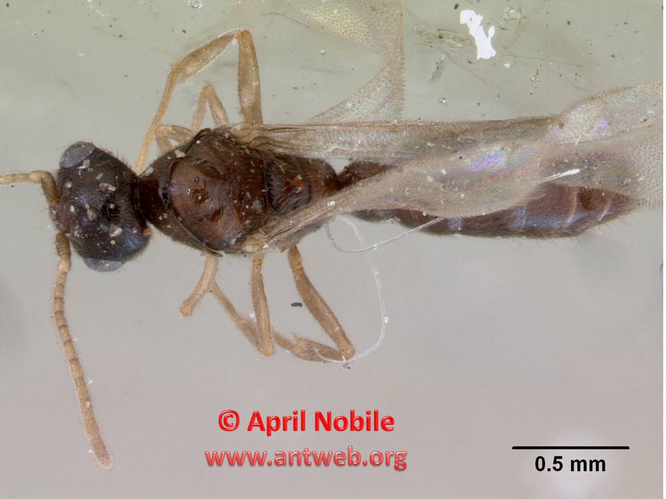 DORSAL DORSAL